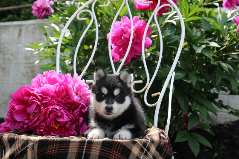 puppy, for, sale, Pomsky, Matthew B. Stoltzfus, dog, breeder, Gap, PA, dog-breeder, puppy-for-sale, forsale, nearby, find, puppyfind, locator, puppylocator, aca